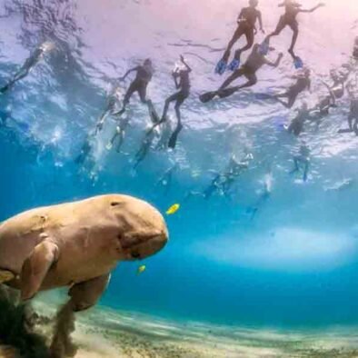 Depuis Marsa Alam : Excursion en bateau de plongée Marsa Mubarak