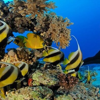 Depuis Marsa Alam : Excursion en bateau de plongée Marsa Mubarak