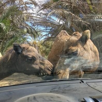 Grande aventure : Safari, Le Caire et le village égyptien